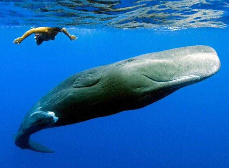 4. Кашало́т, или спермаце́товый кит (лат. Physeter macrocephalus), — морское млекопитающее, единственный современный представитель семейства кашалотовых, родственного карликовым кашалотом. Крупнейший из зубатых китов. Взрослые самцы достигают 20 м длины и массы 50 тонн, а самки — 15 м длины и массы 20 тонн. 