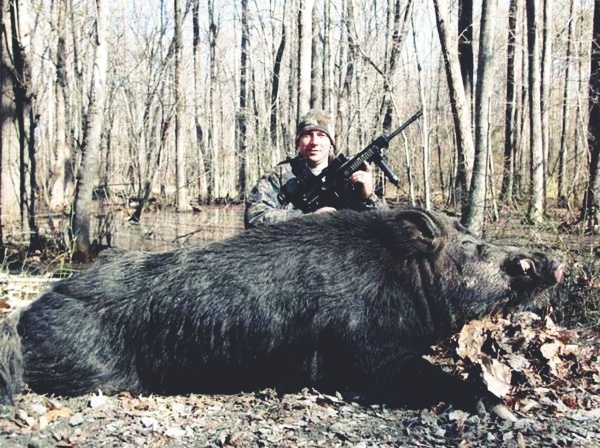 Такие вот кабанчики, но это крупная особь, обычно они в 1.5 раз меньше