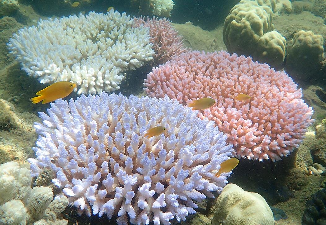 Экосистема кораллового рифа. Mercan.