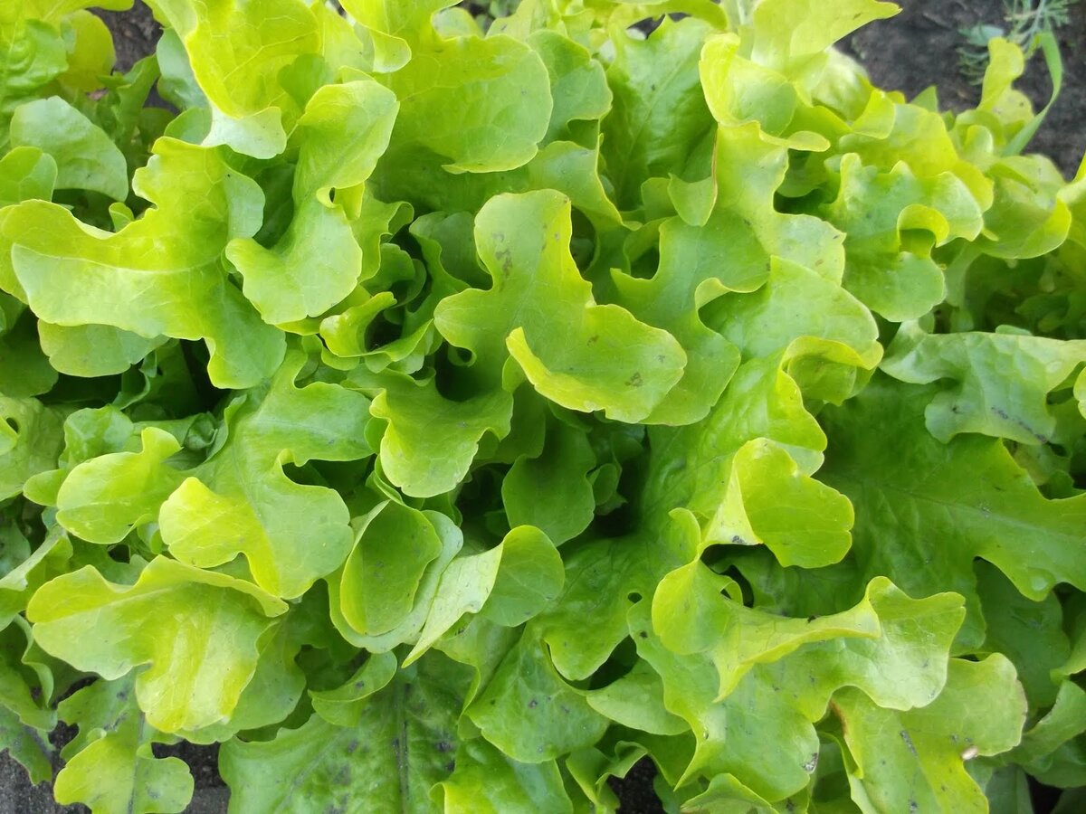 салат Букет