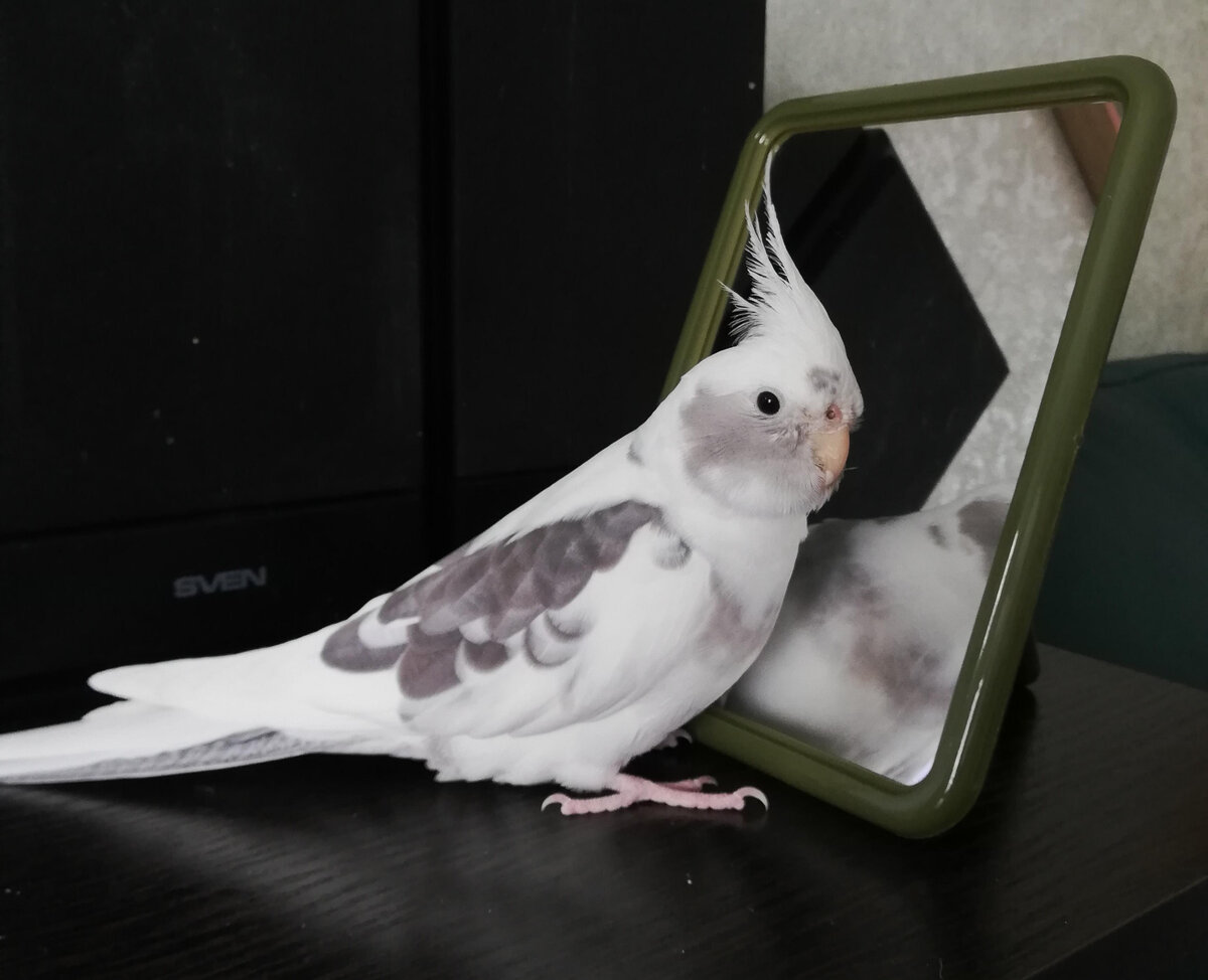 Зеркалами чаще интересуются мальчики. Фото автора.