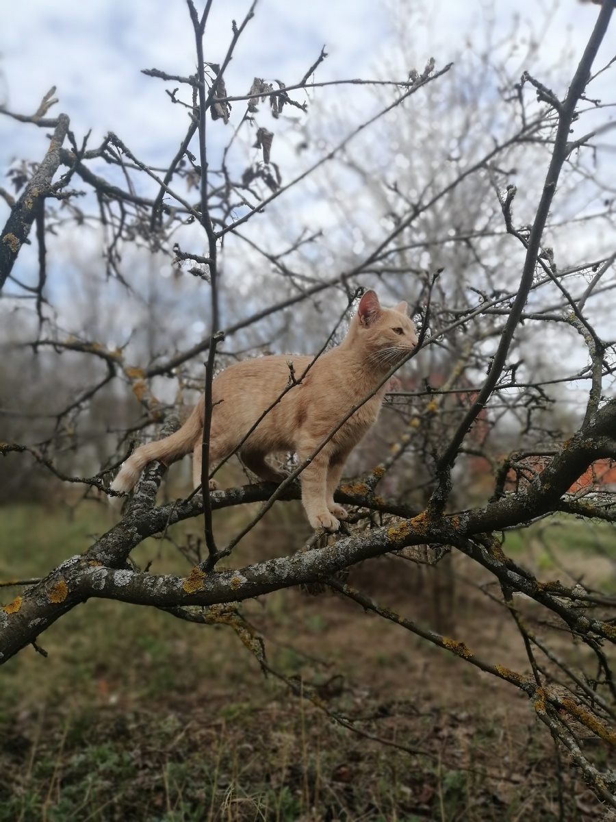 Кота зовут: Красавчик-Симба-БорисНиколаевич-Баглолит-Животное