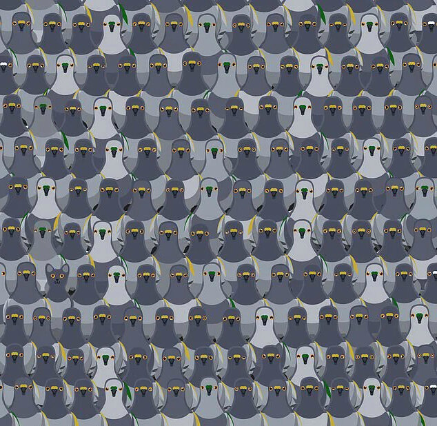 А где же здесь кот?