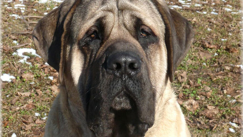 Английский мастиф. 