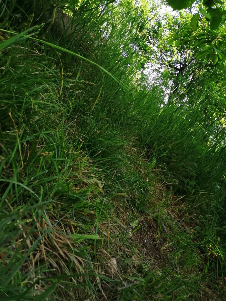Трава покошенная серпом, на заднем плане какая она отмахала.