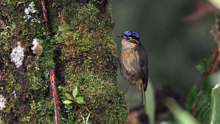Ифрита Ковальди опасная и священная птица.