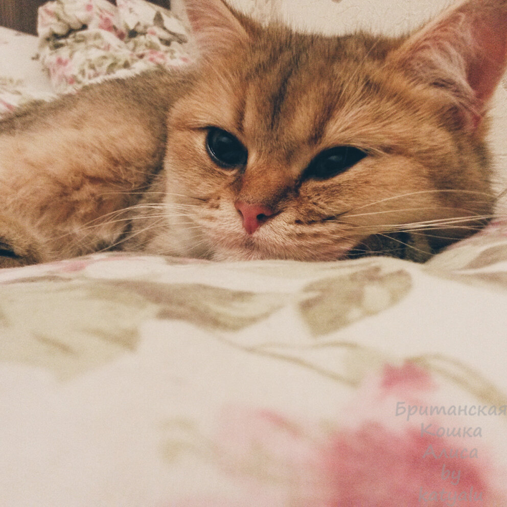 Наша Алиса.Фото из личного архива.