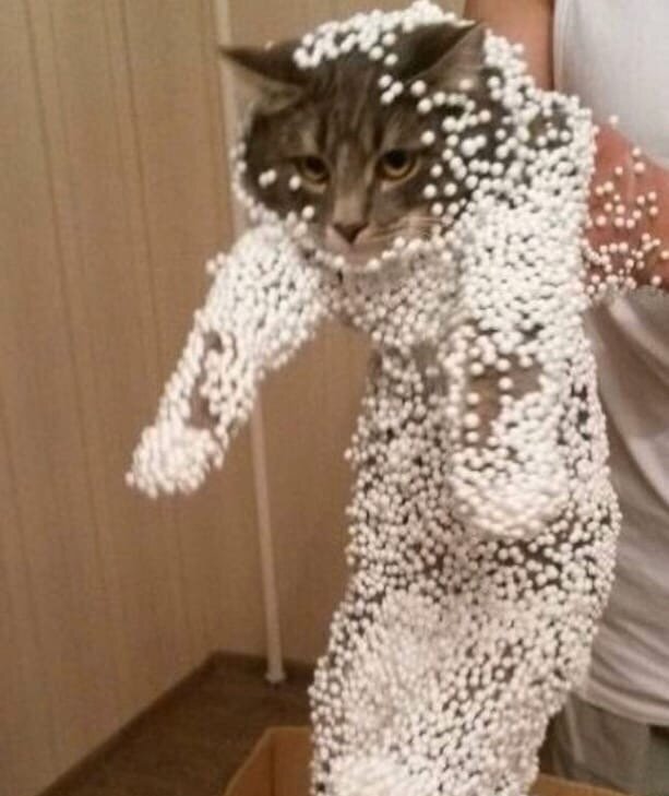 Кот-пупырки