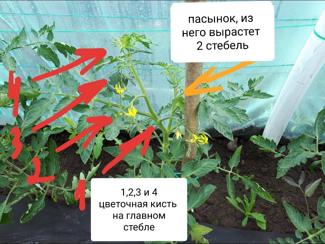 Как правильно формировать томаты в теплице пошагово с фото