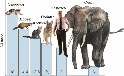 Соотношение между размером тела животного и временем, необходимым для сна 
