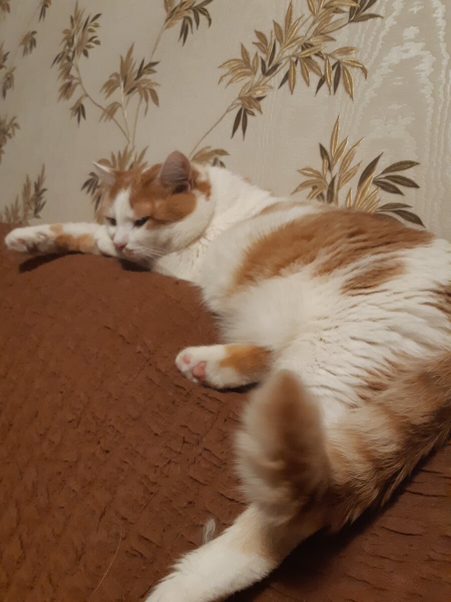 кот на диване