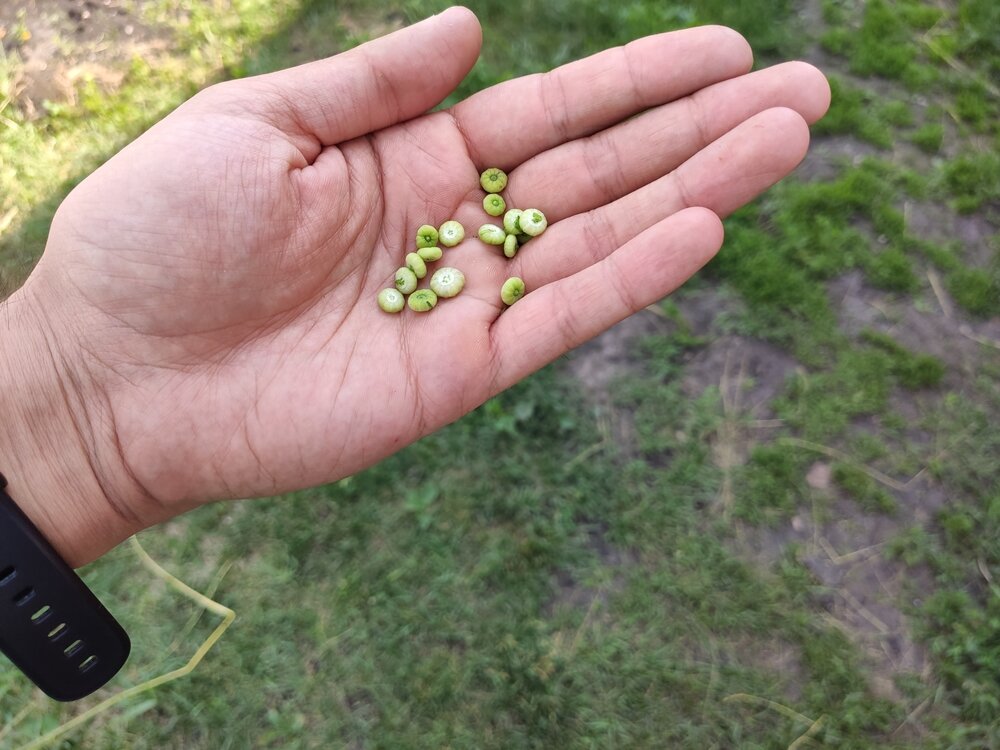 пюрпют - калачики | Herbs, Plants, Flowers