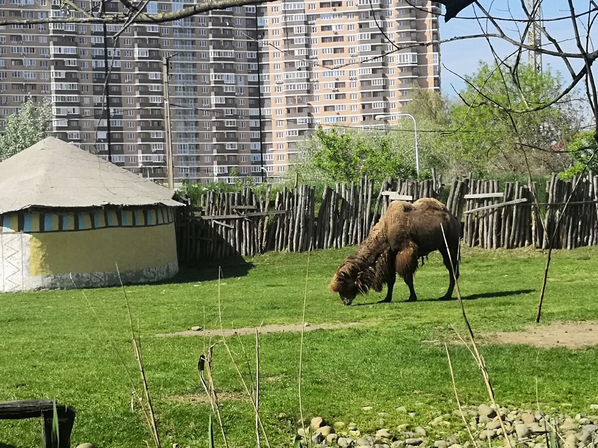Верблюд на фоне высоток