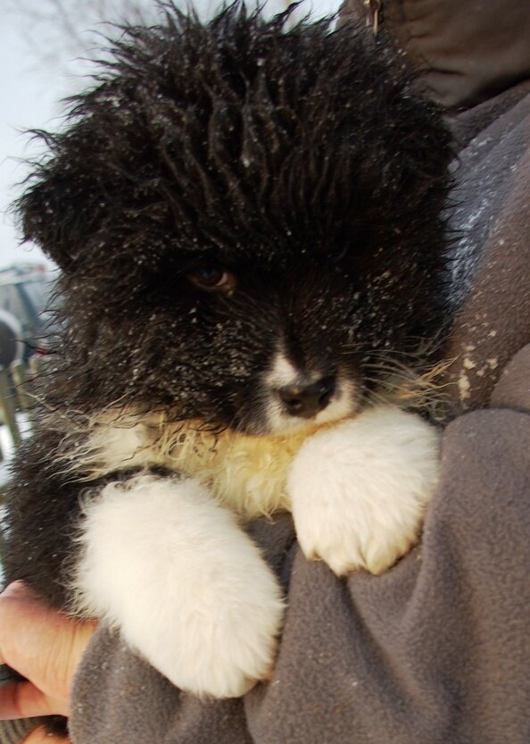 Граф Ричард