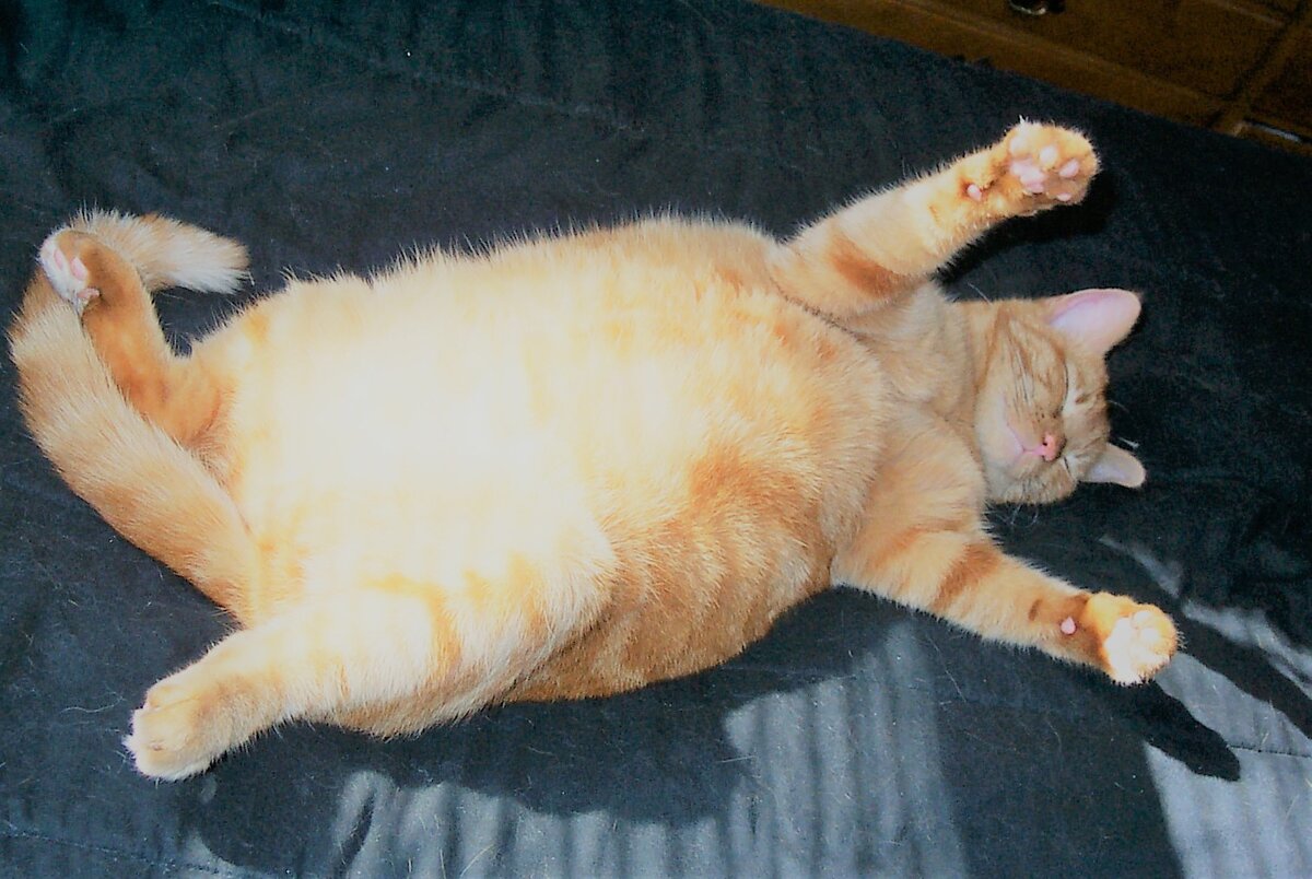 Ожирение у кота