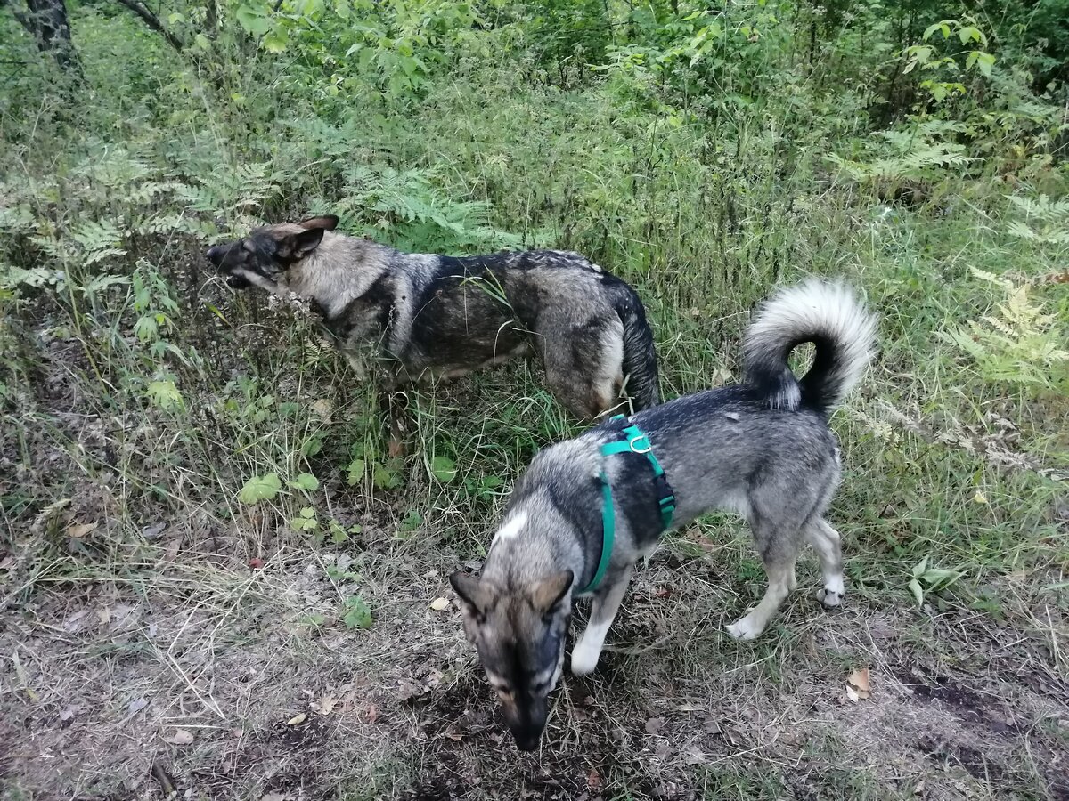 Найда с Гердусей