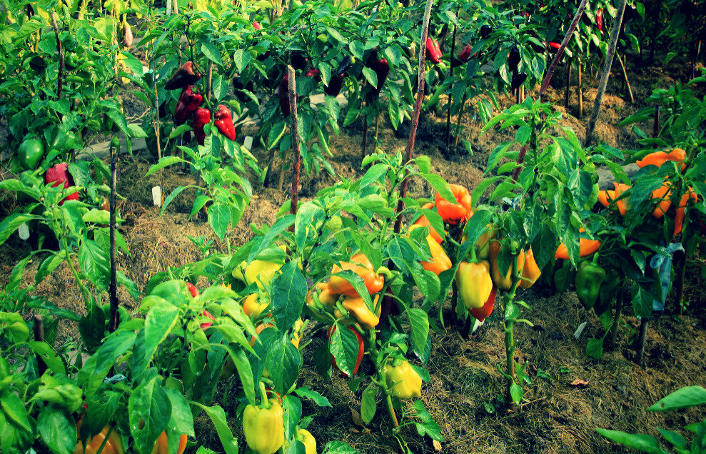 Сладкий перчик.