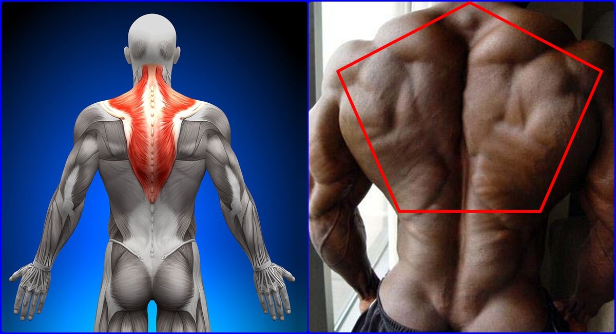 Без мышц. Трапециевидная мышца. Трапециевидная мышца спины. Трапеция тело. Мышцы спины трапеция анатомия.