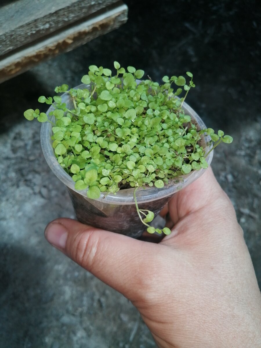 Рассада микромяты