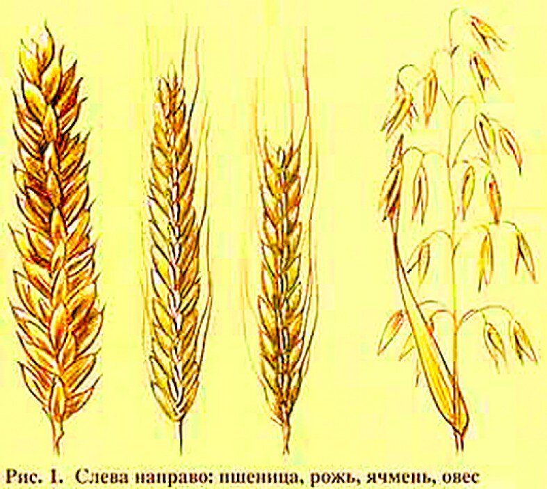 Колос ржи и пшеницы отличия. Пшеница, рожь, ячмень, овес, кукуруза. Пшеница рожь ячмень овес отличия. Рожь ячмень пшеница разница. Пшеница Колос и рожь Колос отличия.