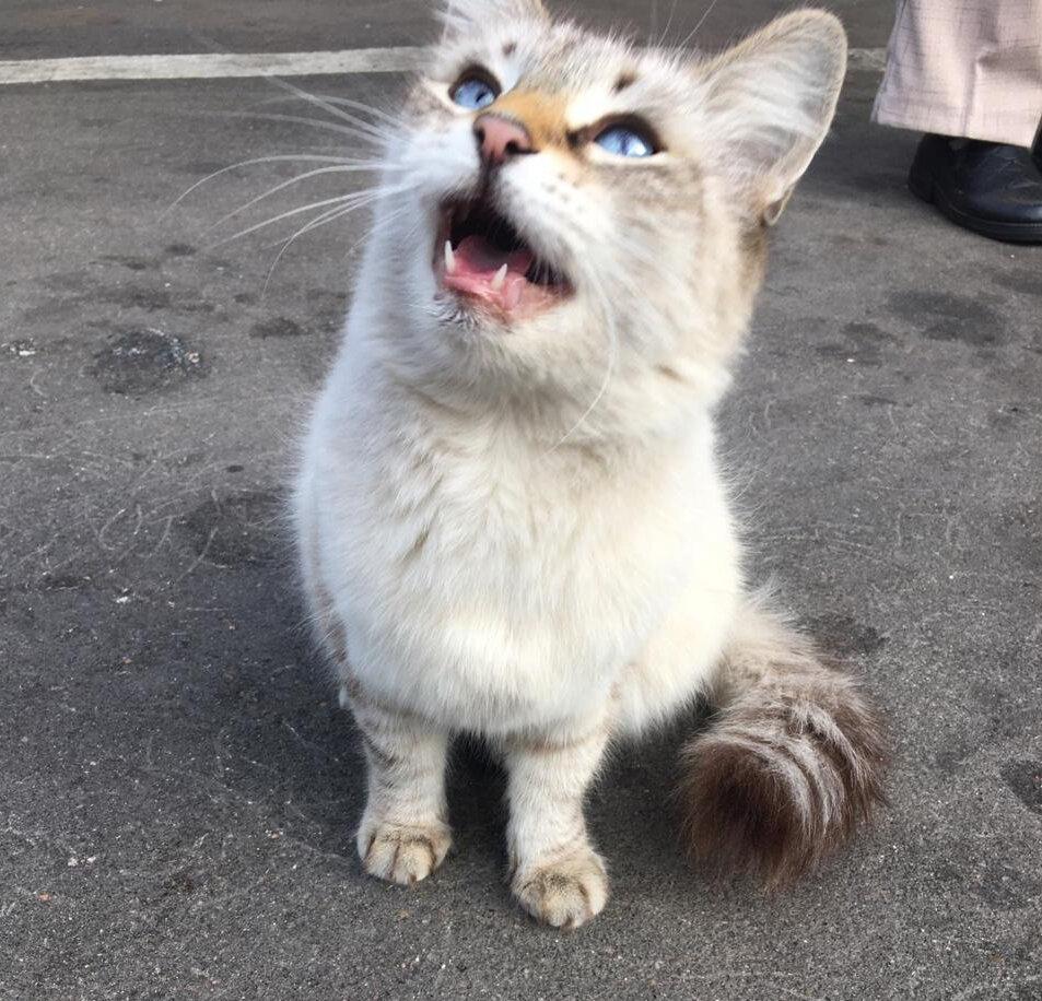 Её выгнали. Она приходит под окна квартиры, где жила и жалобно мяукает 😾  ОБНОВЛЕНО: дом найден | КОТО🐈БЛОГ | Дзен