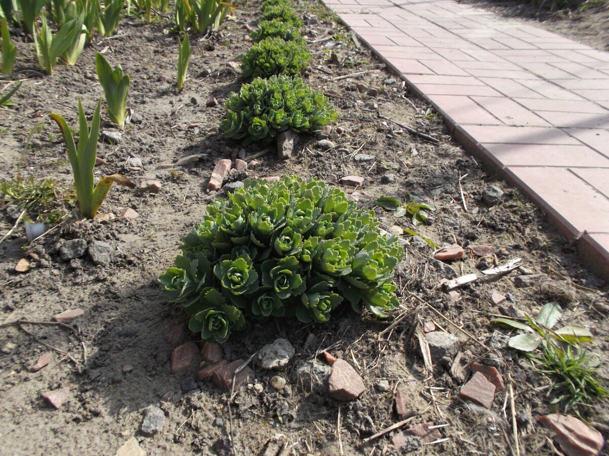 Очитки в марте