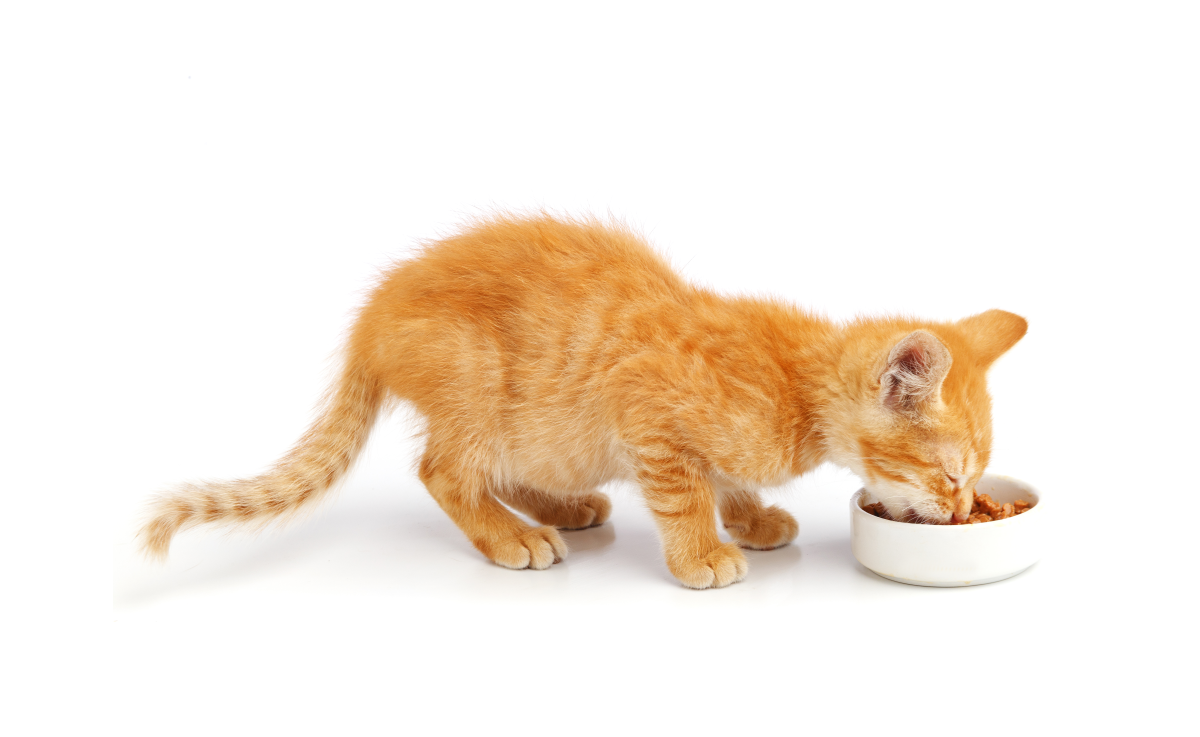 Рассказываем, как правильно кормить котенка на каждом этапе роста и какое питание поможет ему сформировать крепкий иммунитет на всю жизнь.