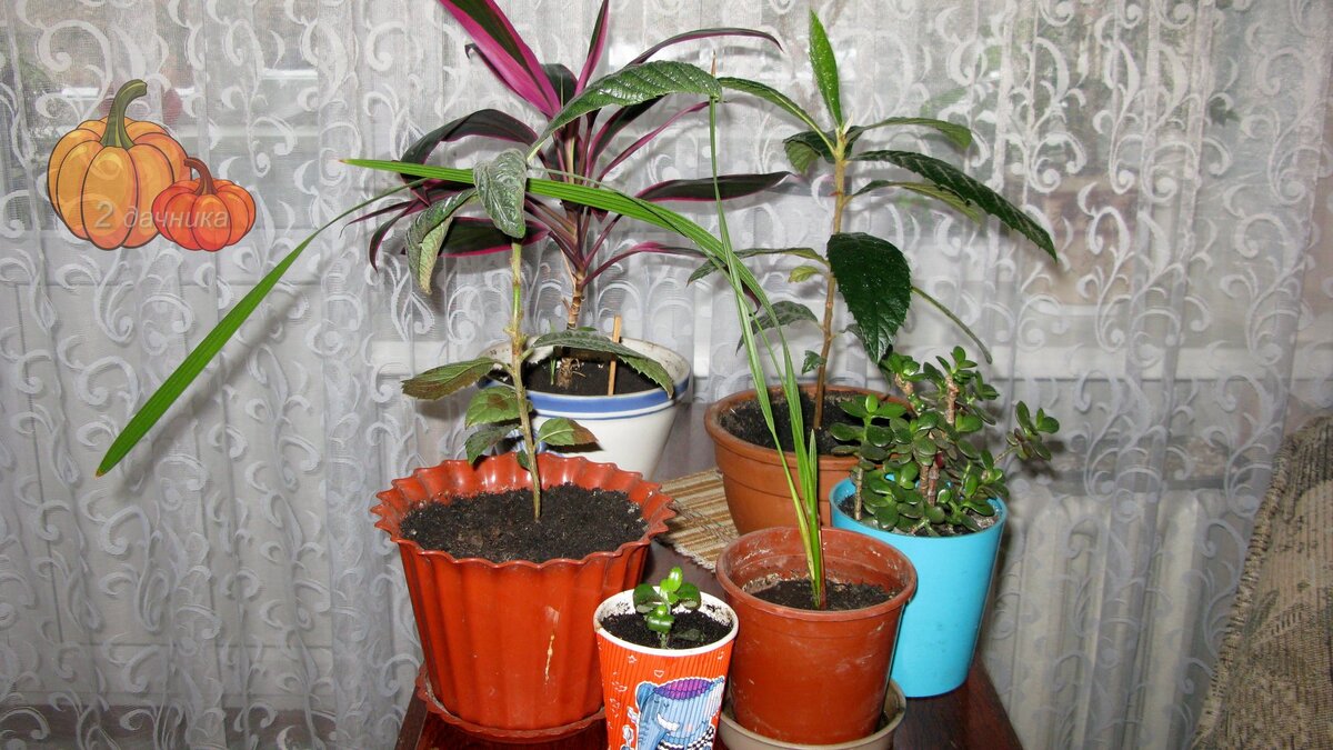 Эти цветы привезли нам дети.