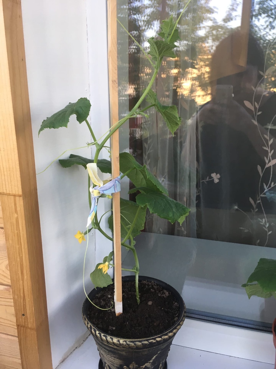 Товарищ огурец