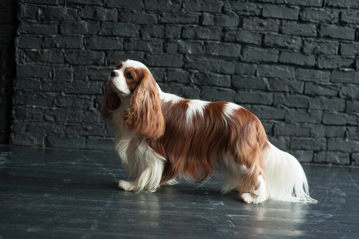 PETERS CAVALIER MADZHESTIK — с красивой шерстью хорошей структуры