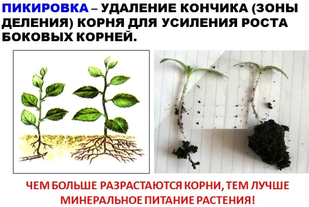 Вегетативные органы растений ЕГЭ. Для чего нужен корень растению. Зона корня обеспечивающее минеральное питание. Корень растения ОГЭ биология.
