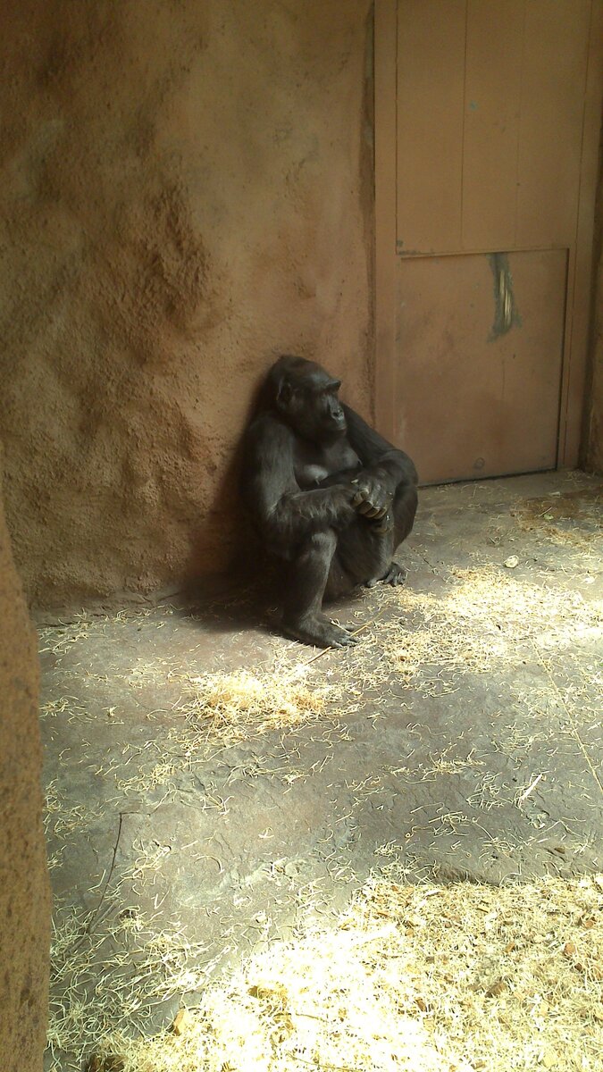 Горилла думающая о вечном!