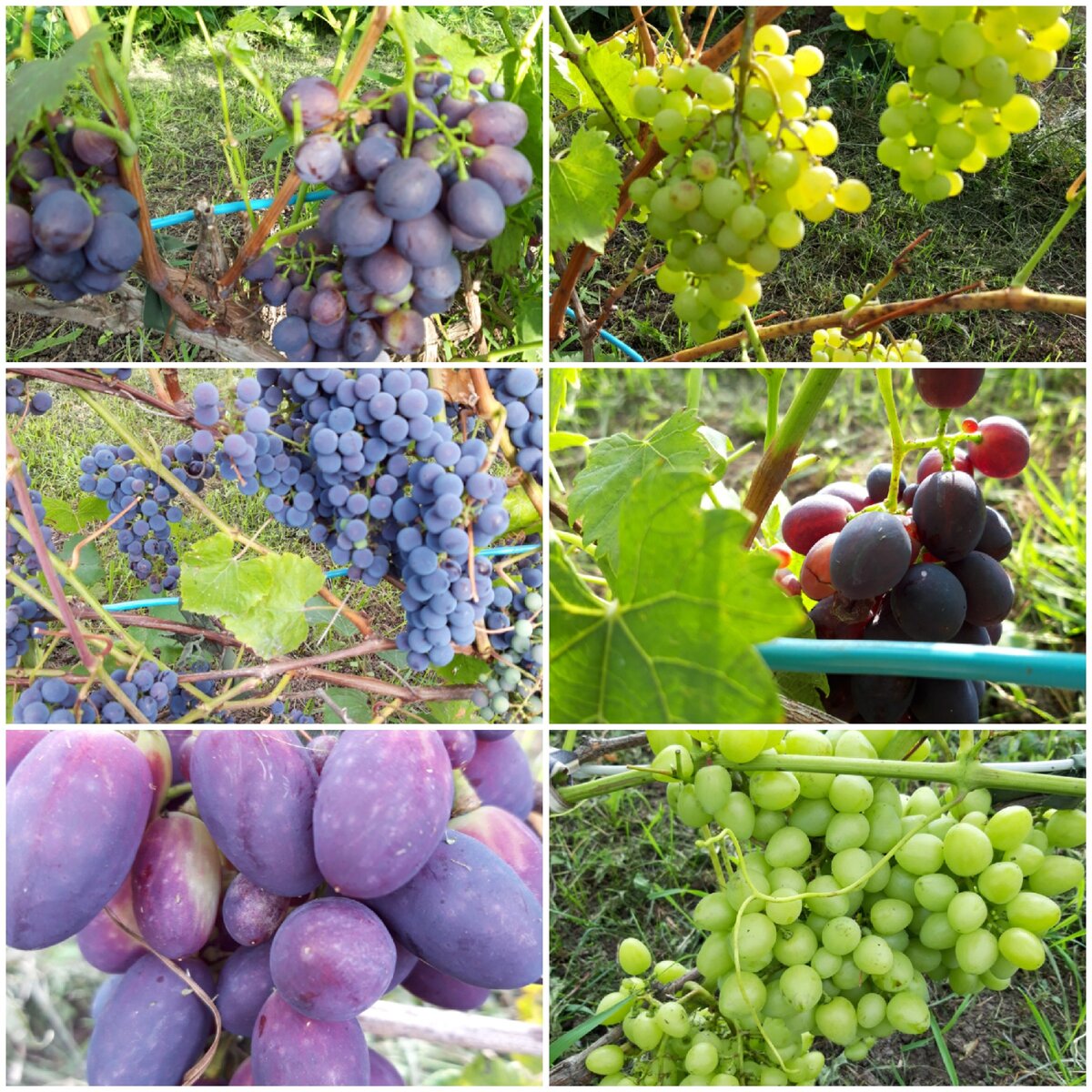     Виноград этого года