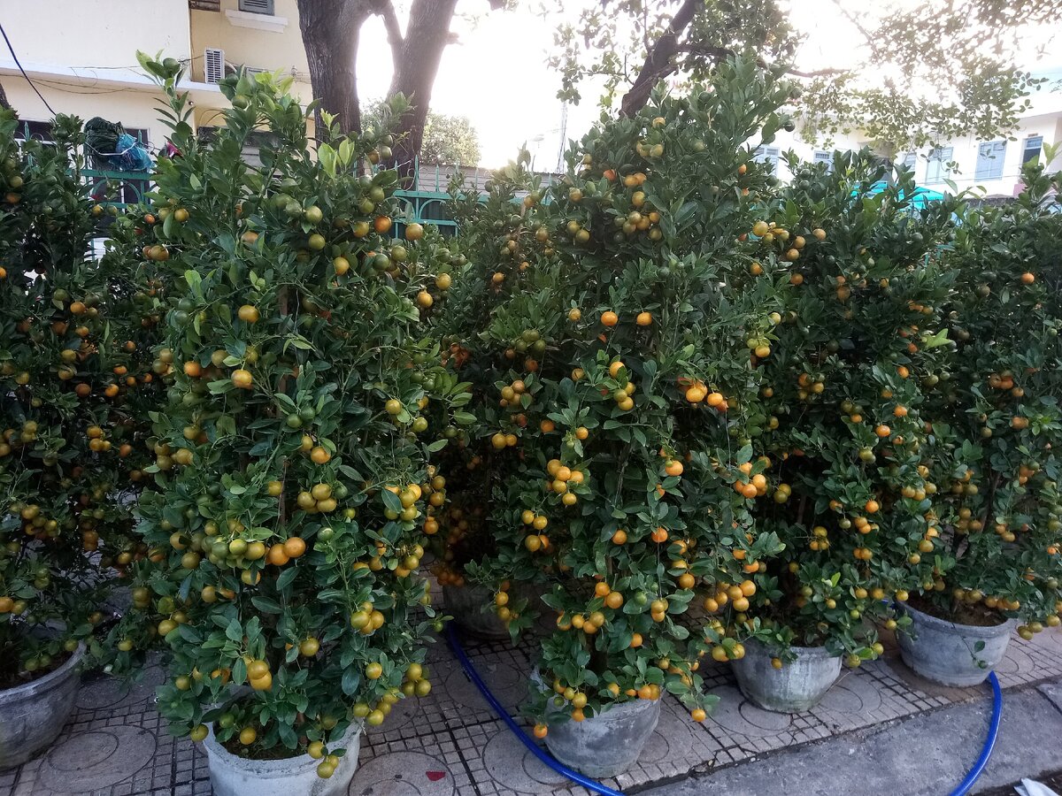 Мандариновые деревья - продаются повсюду. Фото автора.