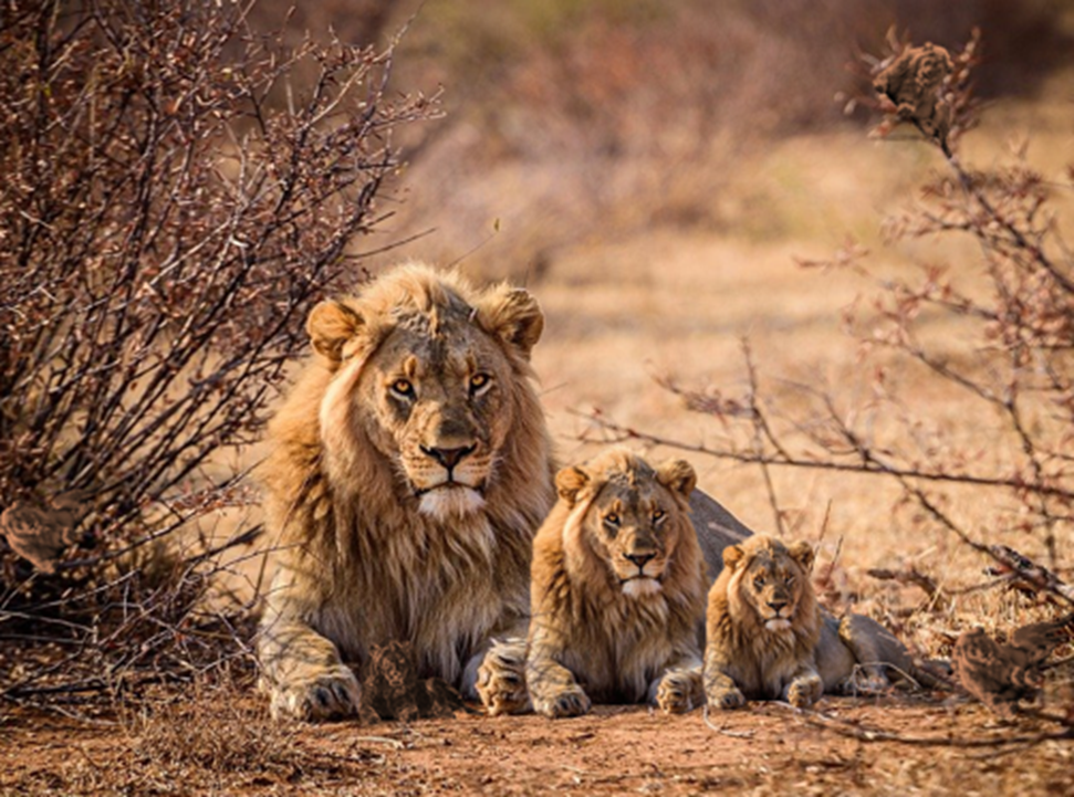 Сколько маленьких львов на картинке?