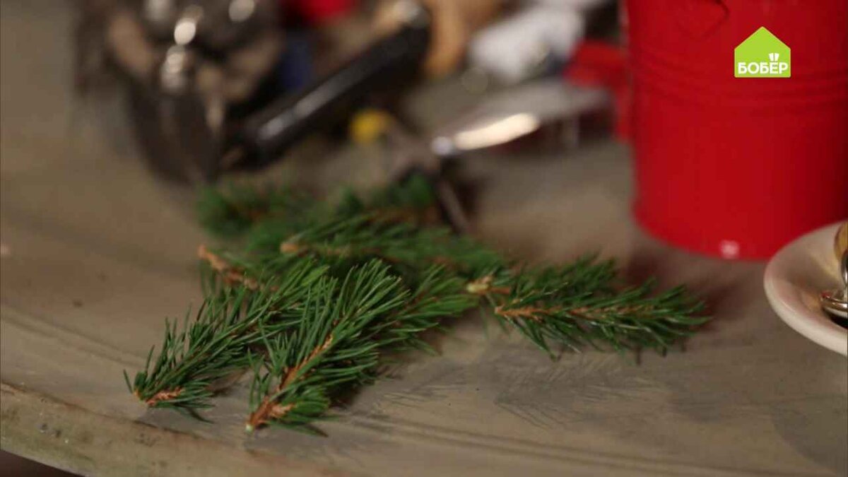 При помощи секатора срежьте кончики самых больших веток, которые выпирают из общего габитуса. Длина черенков должна составлять не более 3 см.