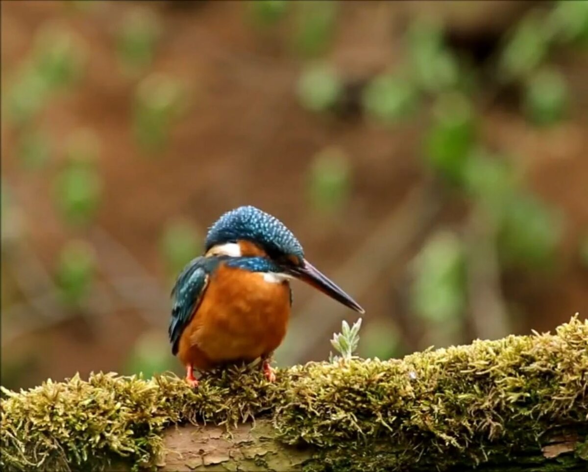 Обыкновенный зимородок немного крупнее воробья.
