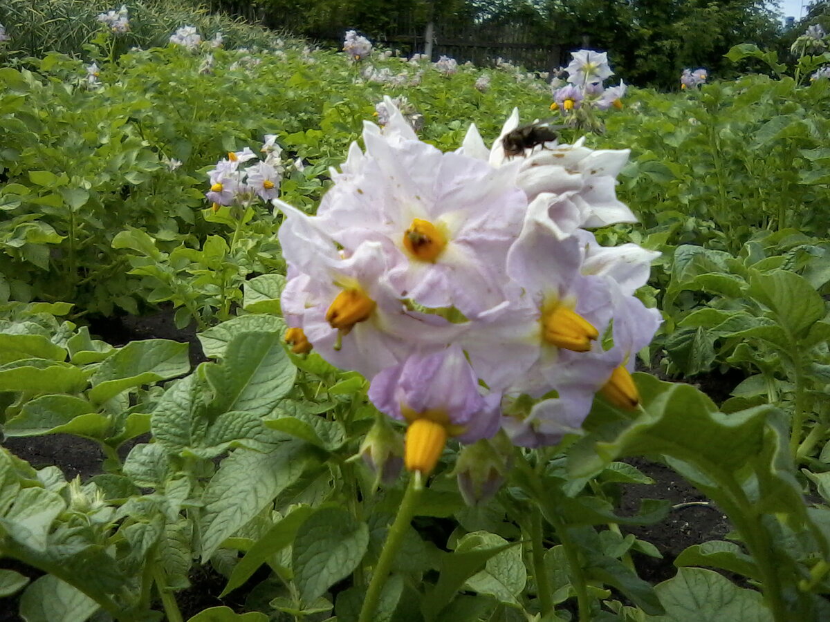 Во-первых, картошка - это красиво...