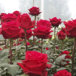 Розы в теплице звучит как решение бизнес задачи. Однако не всё так тривиально: поставил теплицу, посадил туда цветов и всё само колосится и продаётся. К сожалению это не так.