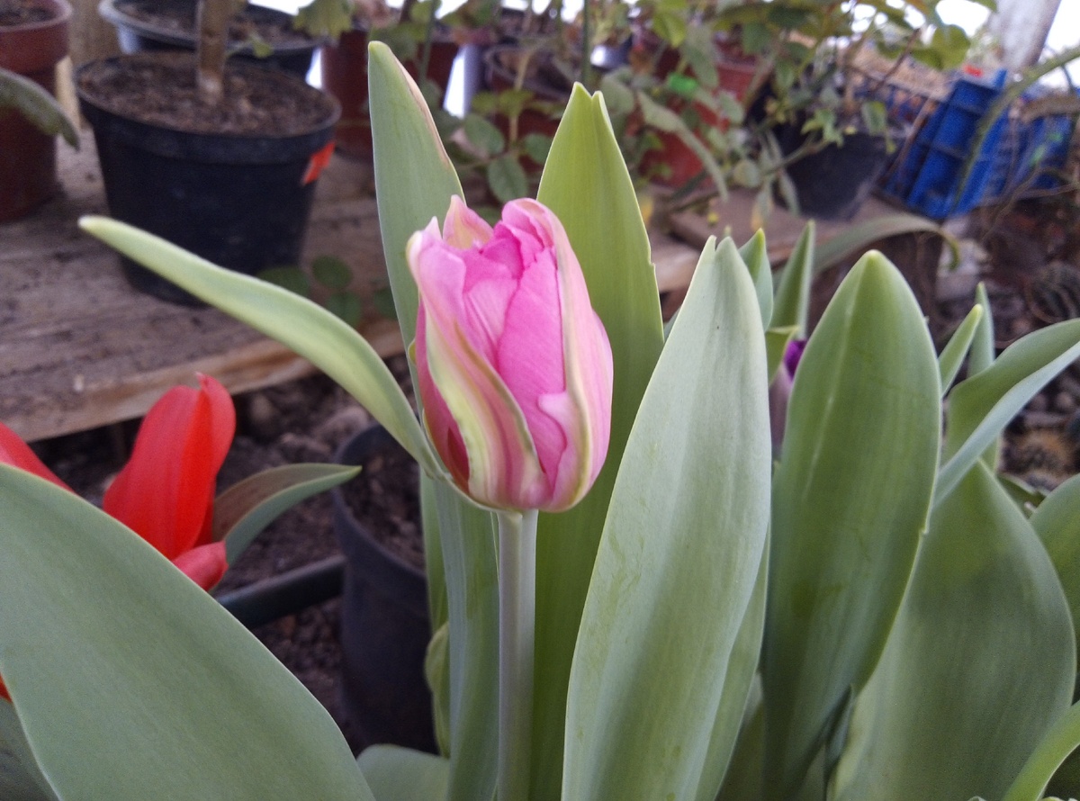 Много у меня махровых сортов, как оказалось