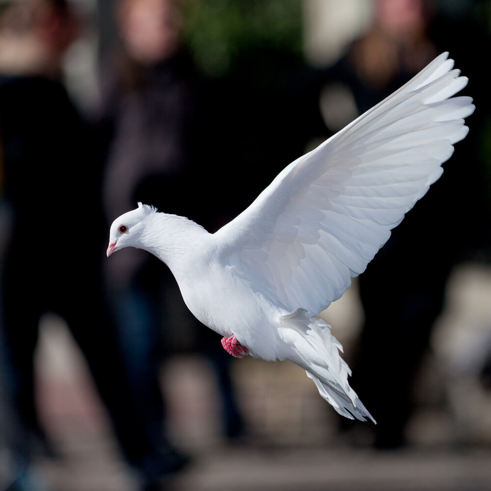 Archangel Pigeon