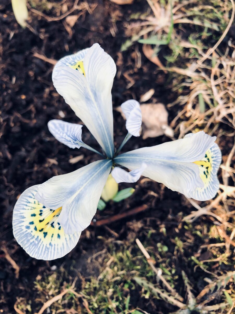 Похож на бабочку. 