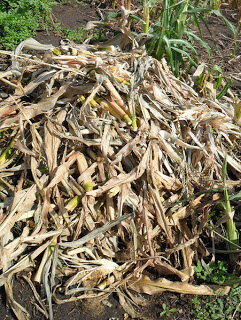  Порезанные стебли кукурузы