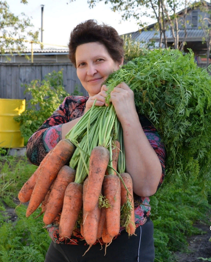 Урожай моркови