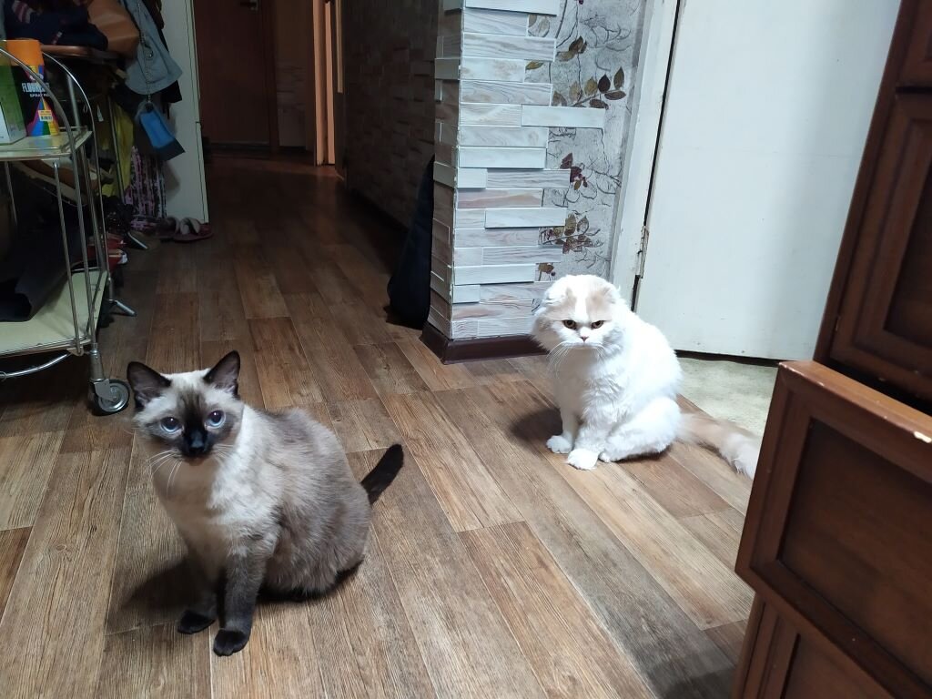 Вообще-то их два, Ваня и Кеша. Кеша дочкин, живёт, наверное) временно