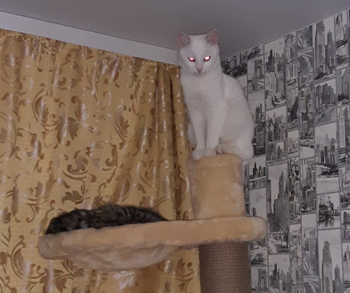 Мелкий занял выжидательную позицию.