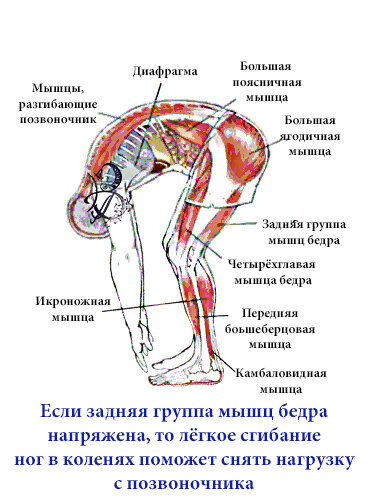 Упражнение наклоны вперед для идеальной растяжки и гибкости