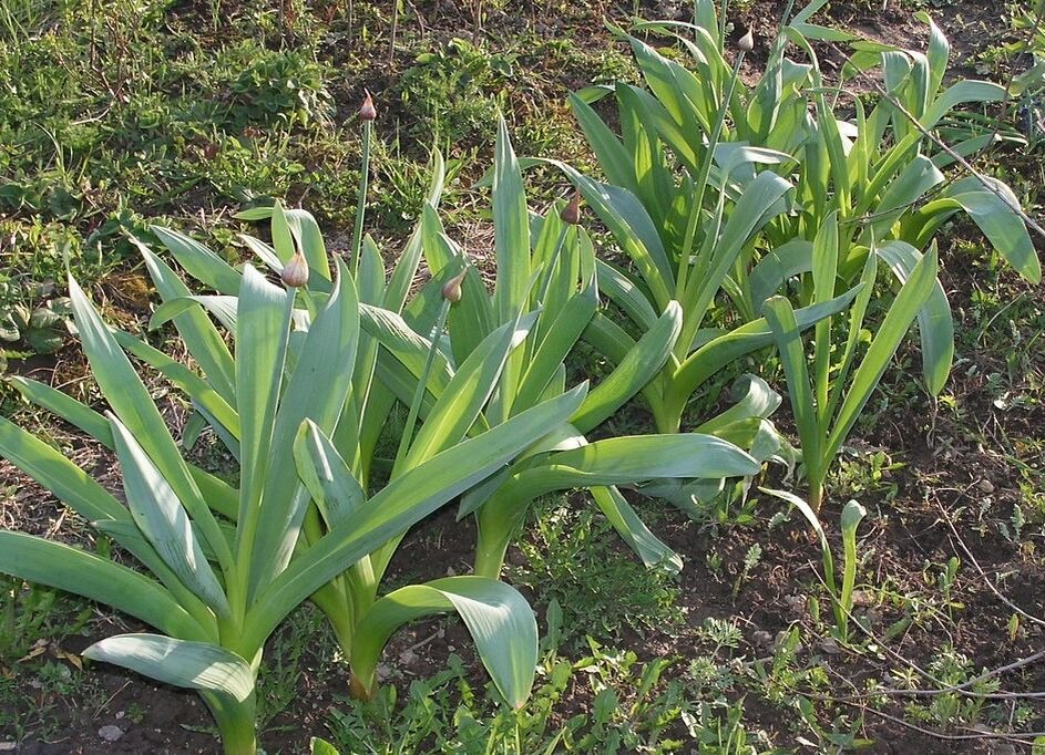 Лук суворова и рокамболь различие фото