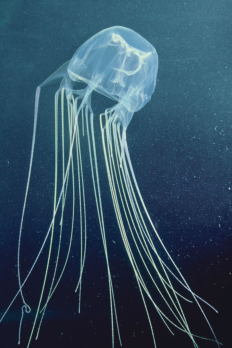 Медуза морская Оса