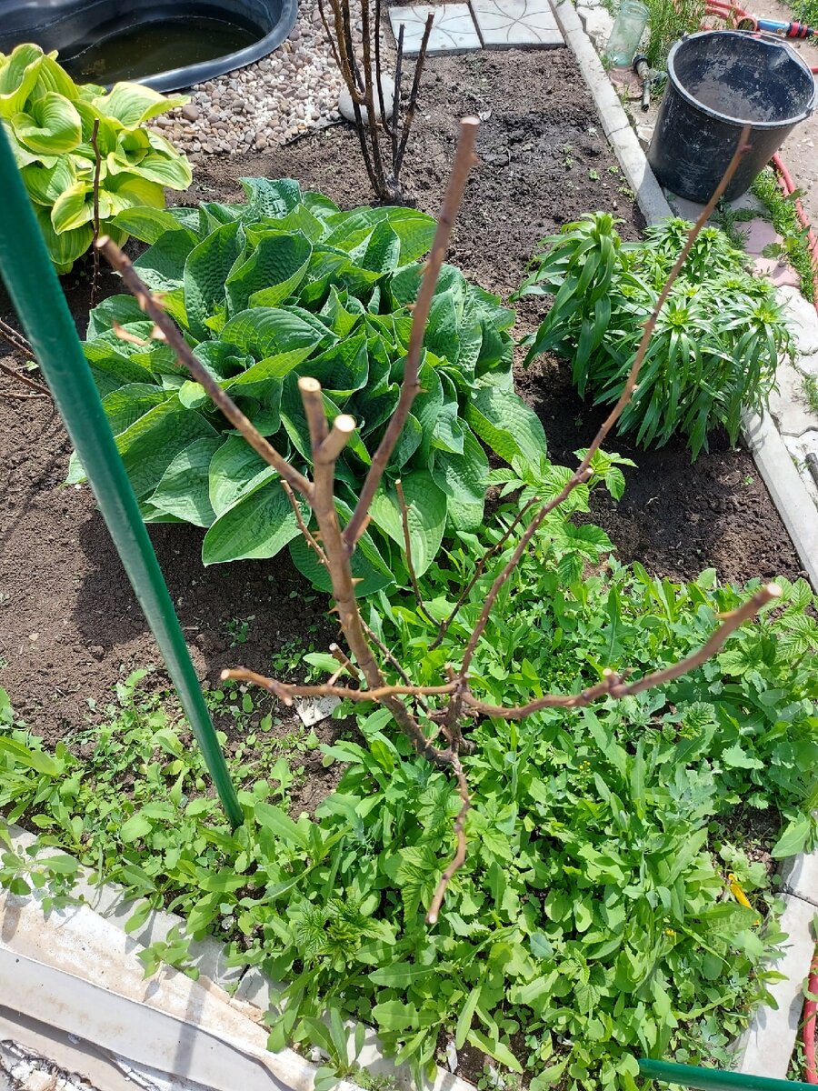 2 пропавший куст